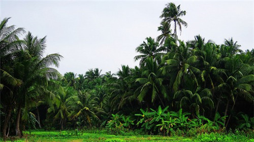 魔正式服兽世界富矿脉长什么样（富矿多久刷新一次）